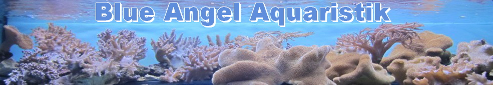 Home - blueangel-aquaristik.de